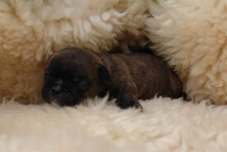 Fransk bulldog Rocko billede 3