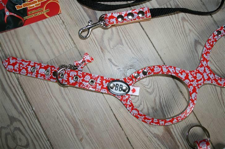 Chihuahua Chilli billede 18