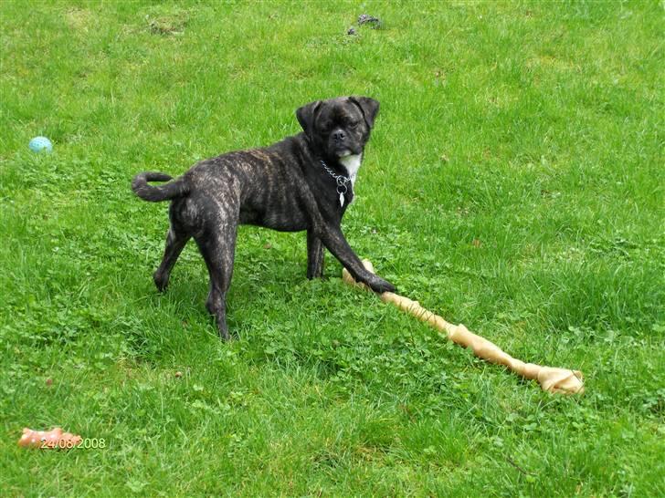 Blanding af racer Buddy billede 20