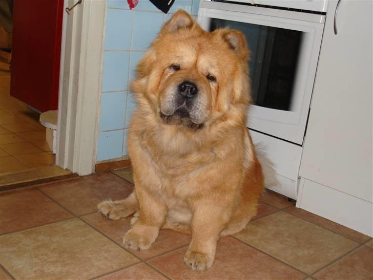 Chow chow Pelis Ringo of Flensborg - Nu er jeg voksen og har parret Inka så jeg håber på at blive far til oktober billede 17