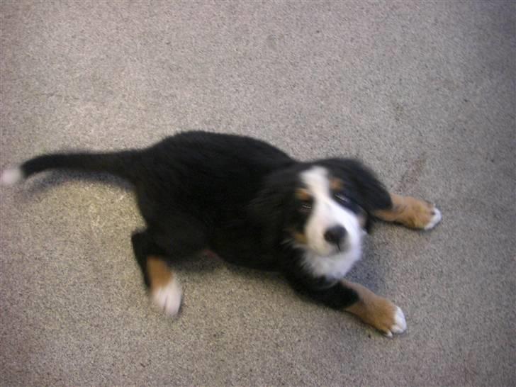 Berner sennenhund Nala billede 20