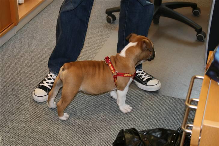 Engelsk bulldog Bella billede 9