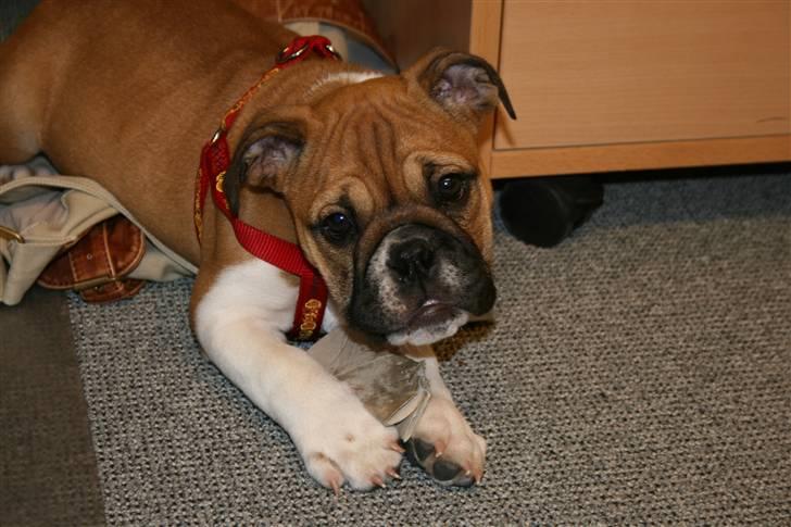 Engelsk bulldog Bella billede 10