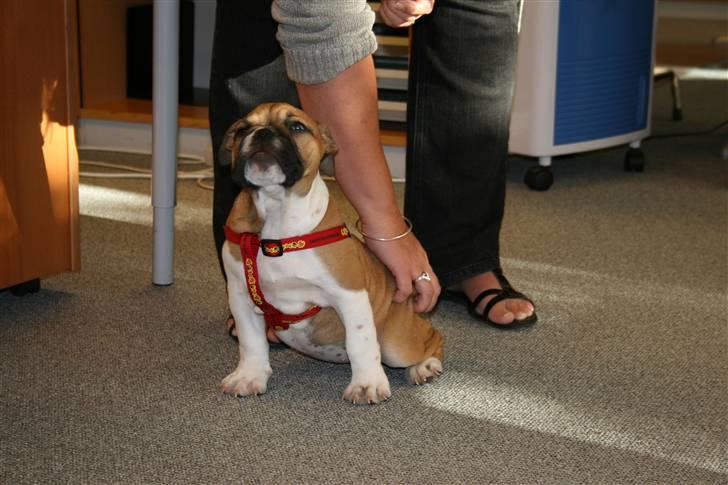 Engelsk bulldog Bella billede 11