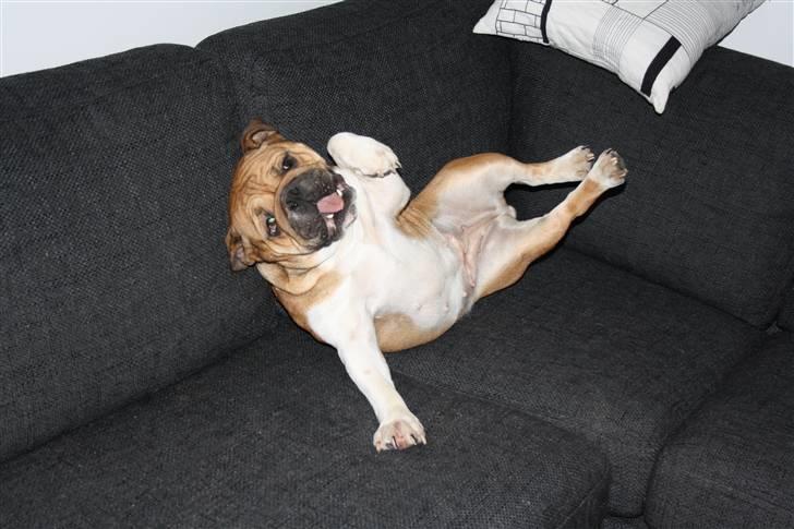 Engelsk bulldog Bella billede 12