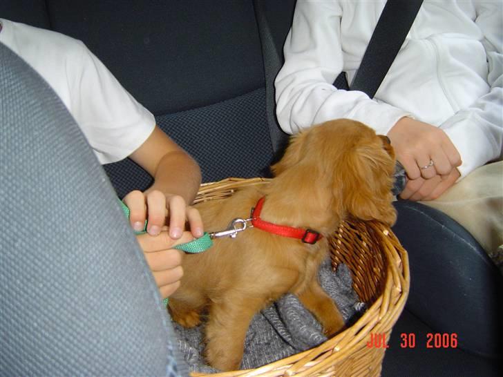 Cavalier king charles spaniel Donna billede 17