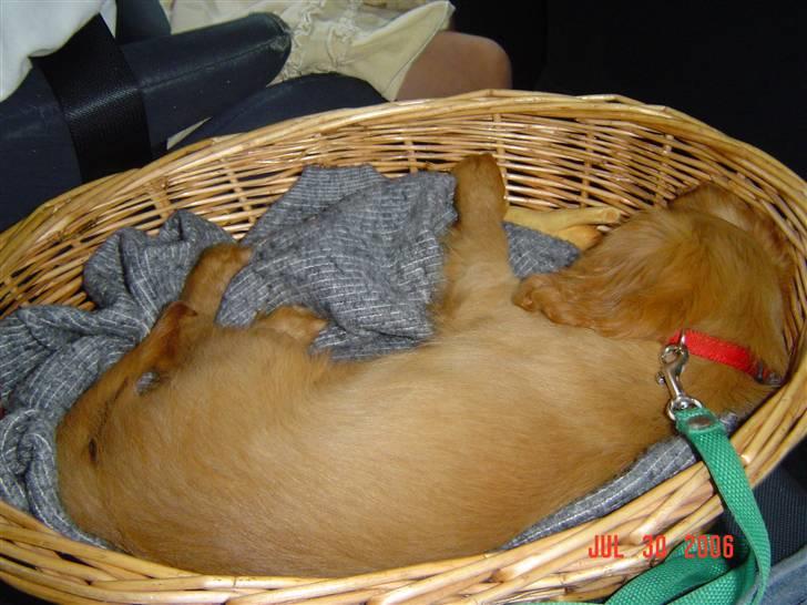 Cavalier king charles spaniel Donna billede 18