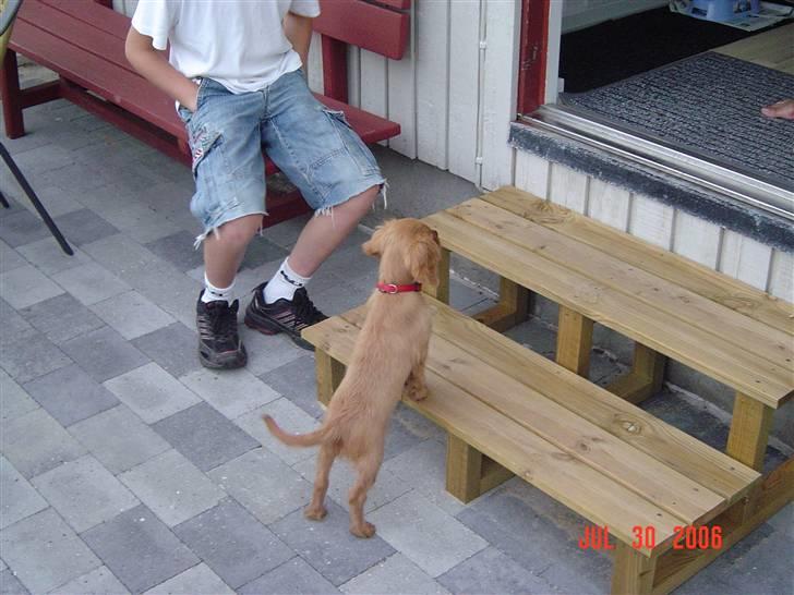 Cavalier king charles spaniel Donna billede 19