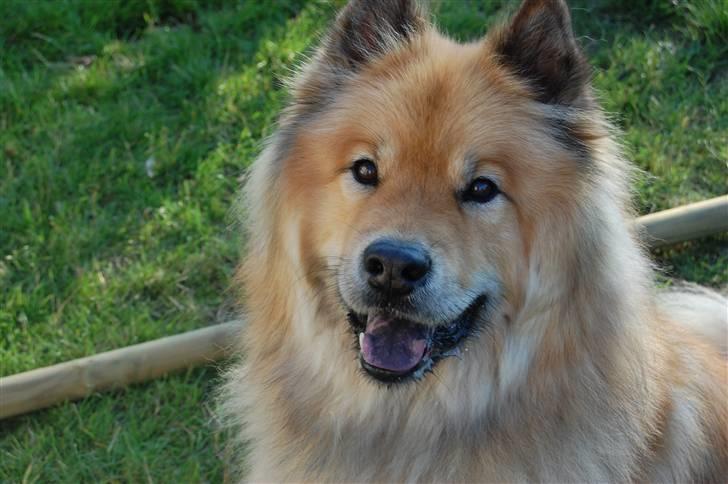 Eurasier †Kærlundegårds Jago† - Hej jeg er Jago håber at i vil syntes om mig jeg syntes at i skal kigge lidt rundt hehe billede 1