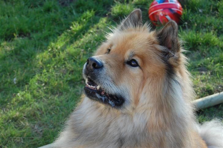 Eurasier †Kærlundegårds Jago† - Nu skal i høre om mig jeg er sød dejlig smuk OVS. billede 2