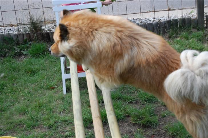 Eurasier †Kærlundegårds Jago† - Wee det er sjovt hehe billede 3