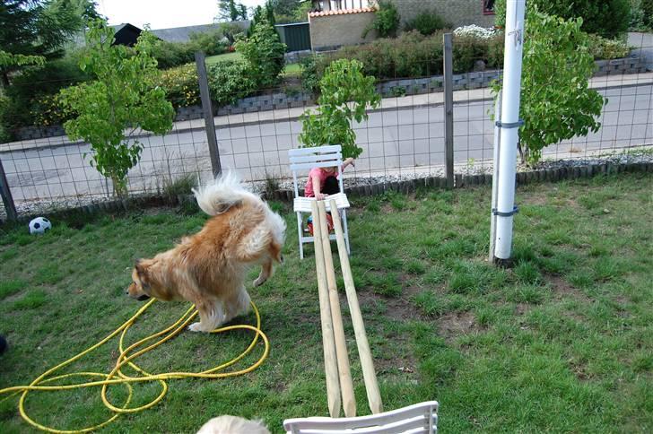 Eurasier †Kærlundegårds Jago† - Ej Mia du skulle have taged billedet lidt før billede 4