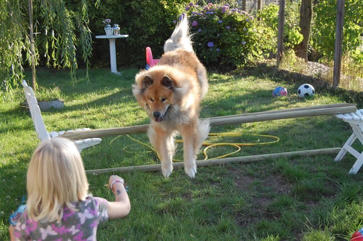 Eurasier †Kærlundegårds Jago† - Kallabombe nu kommer smukke MIIIGG billede 5