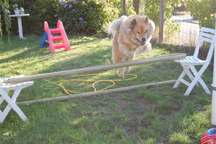 Eurasier †Kærlundegårds Jago† - Hej venner det var hygge at i gad se min jamen farvel fra mig og Mia billede 6