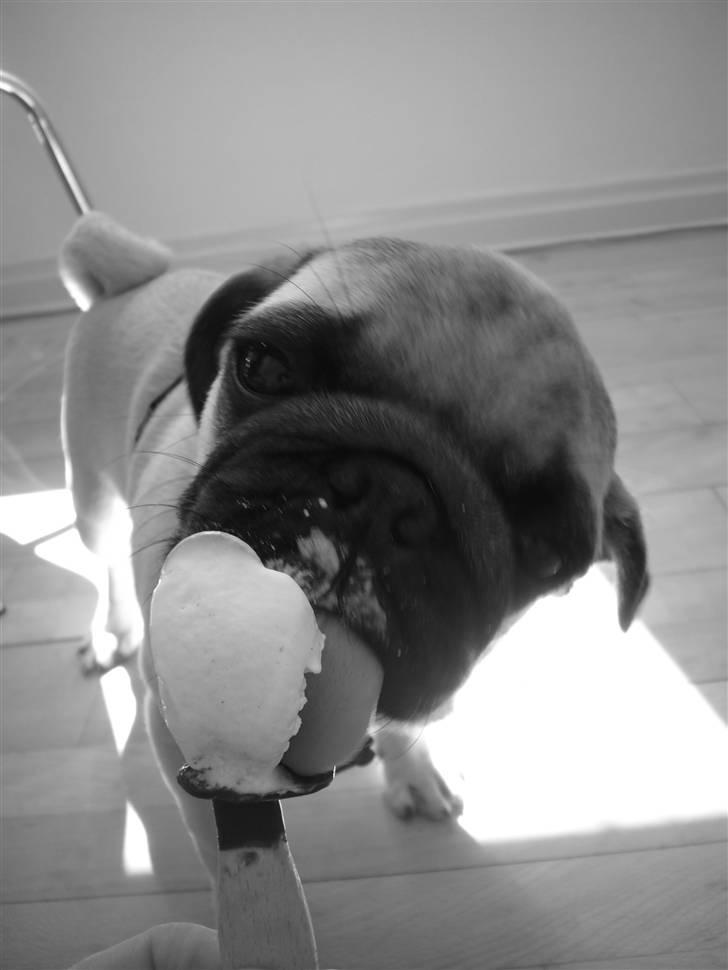 Mops Poxy billede 11