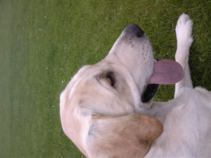 Labrador retriever tjalfe billede 1