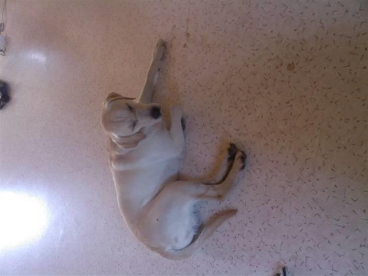 Labrador retriever tjalfe billede 2