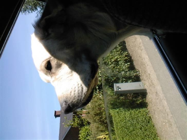 Labrador retriever tjalfe billede 4