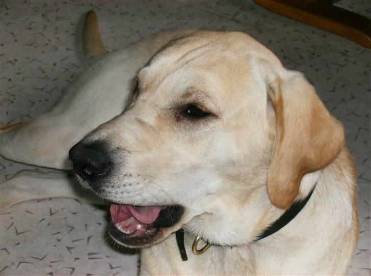 Labrador retriever tjalfe billede 5