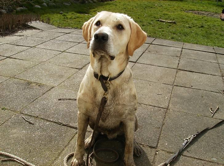 Labrador retriever tjalfe billede 6