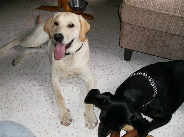 Labrador retriever tjalfe billede 7