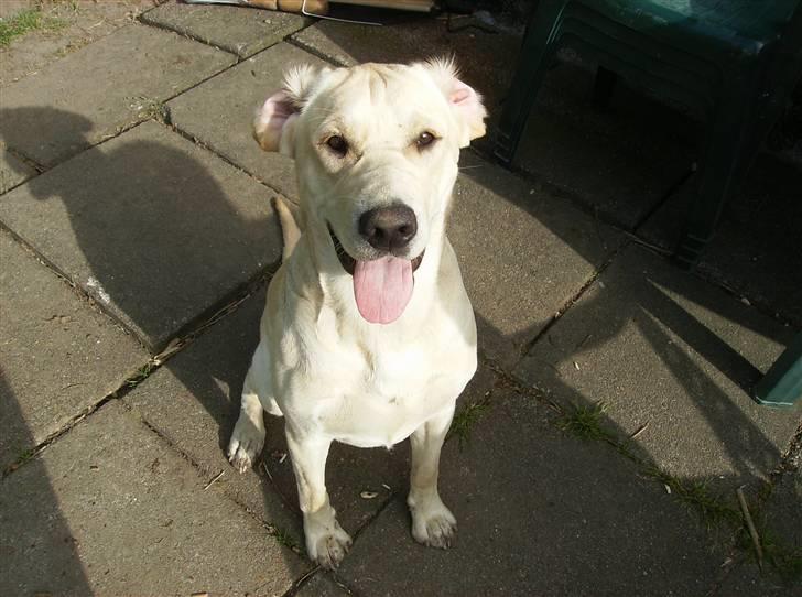 Labrador retriever tjalfe billede 8