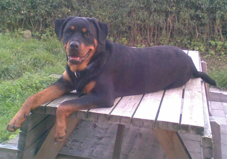 Rottweiler Leland de Sade-ness - Himmelhund - jeg ligger lige på det forbudte sted billede 15
