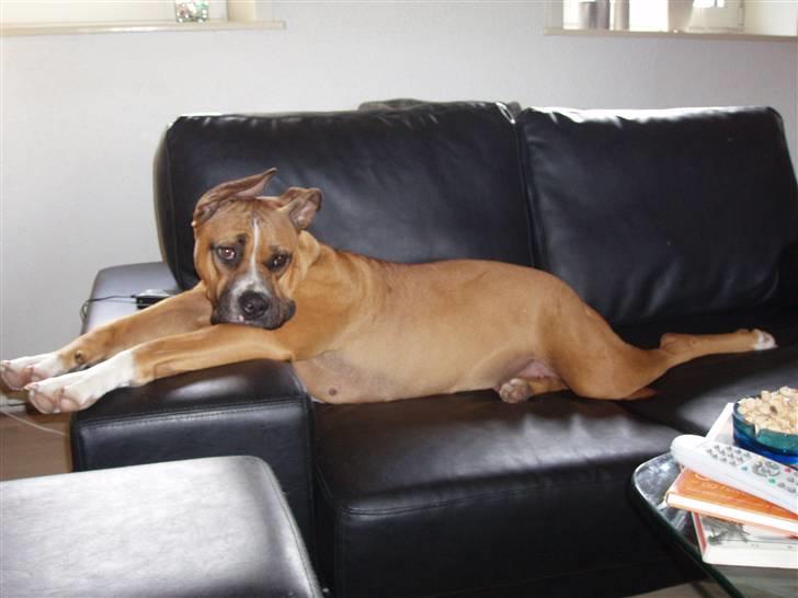 Blanding af racer Freja Godlike - Himmelhund - - Sofa flyderen Freja billede 13