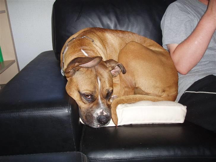 Blanding af racer Freja Godlike - Himmelhund - - Utroligt så meget en hund kan rulle sig sammen, hvis den vil ligge lidt godt billede 15