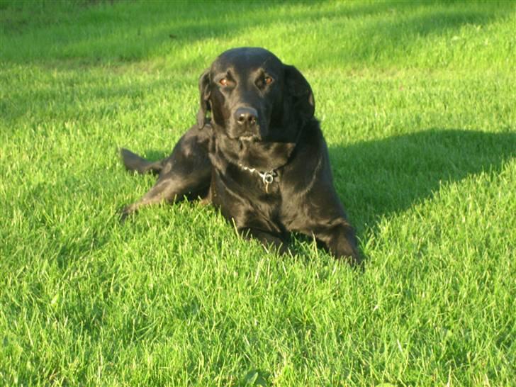 Labrador retriever Sally - fotogen billede 11