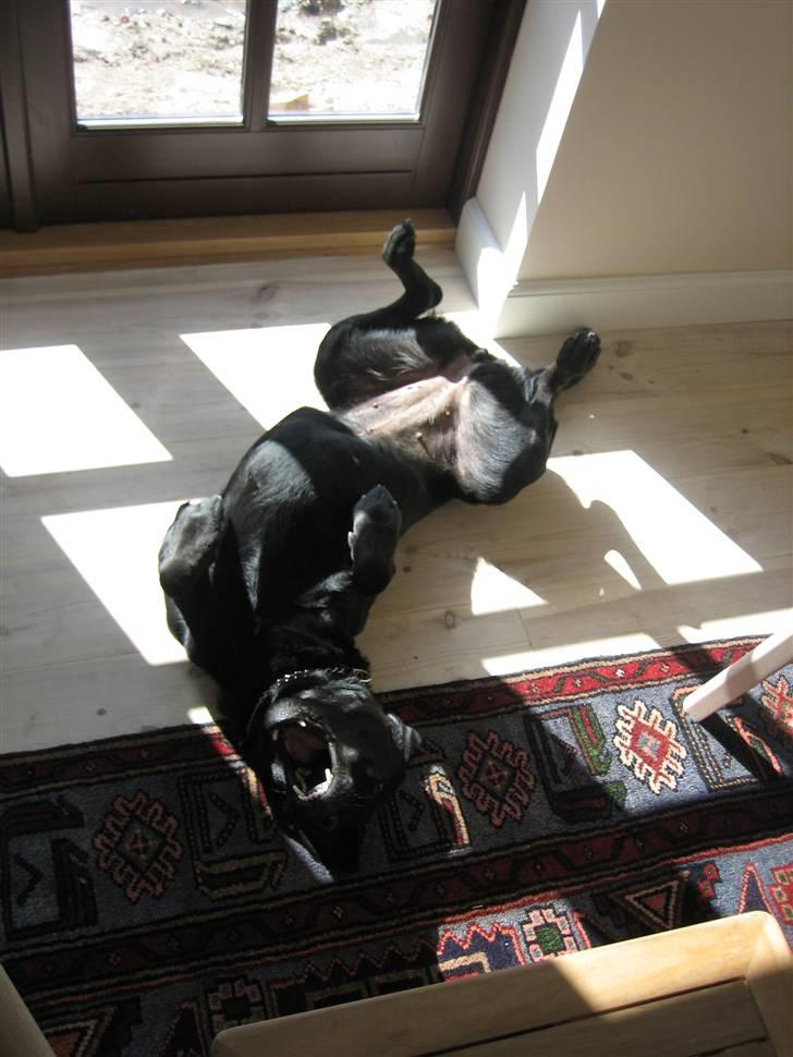 Labrador retriever Sally - hehe,<3 billede 12