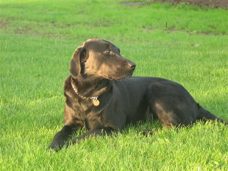 Labrador retriever Sally - fotomodel<333 billede 13