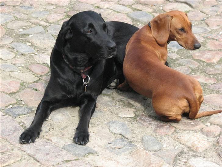 Labrador retriever Sally - Sally og, hebe.<3 ( hebe = vores gamle gravhund) billede 14