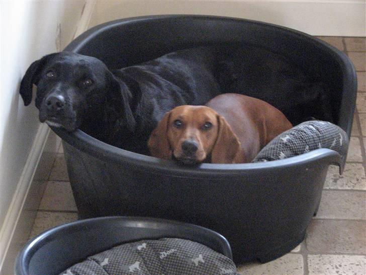 Labrador retriever Sally - Sally Og hebe billede 15