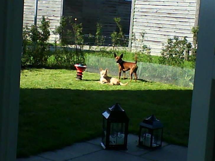 Dvaergpinscher Tango billede 8