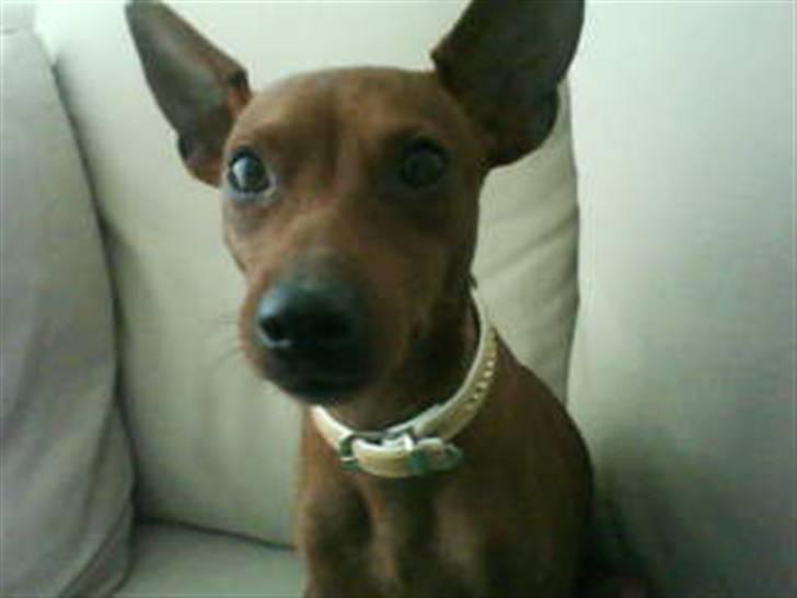 Dvaergpinscher Tango billede 10