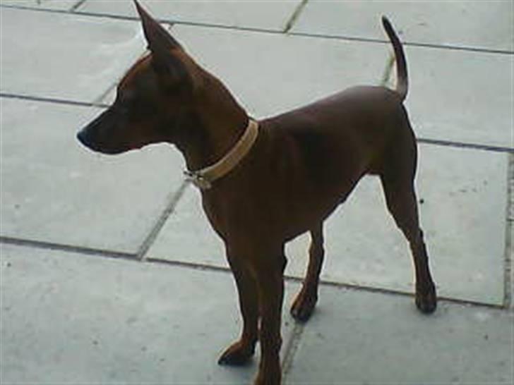 Dvaergpinscher Tango billede 11