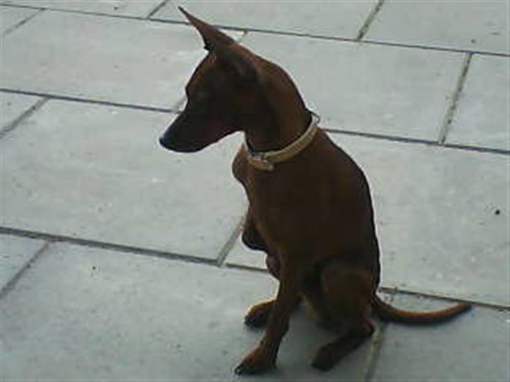 Dvaergpinscher Tango billede 12