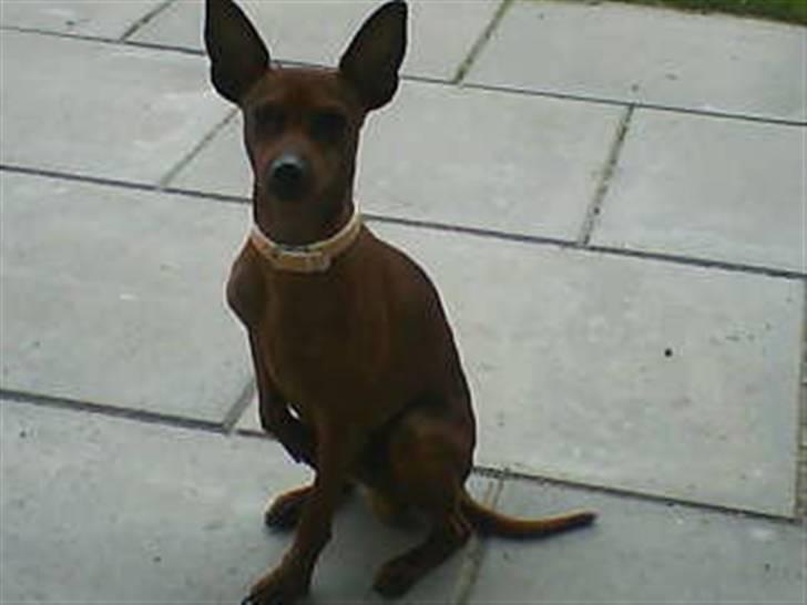 Dvaergpinscher Tango billede 13