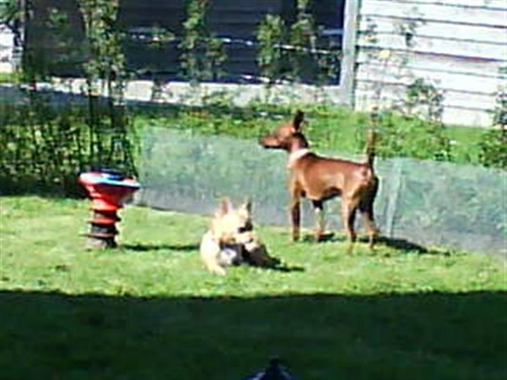 Chihuahua Gucci billede 12