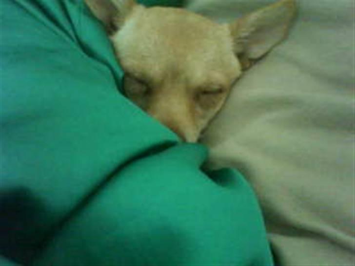 Chihuahua Gucci billede 13