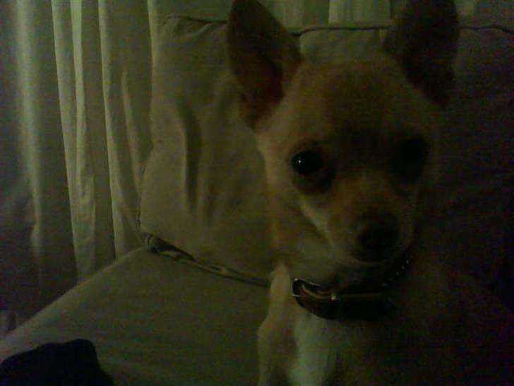 Chihuahua Gucci billede 14