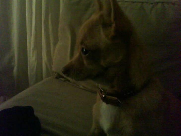 Chihuahua Gucci billede 15