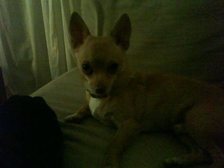 Chihuahua Gucci billede 16