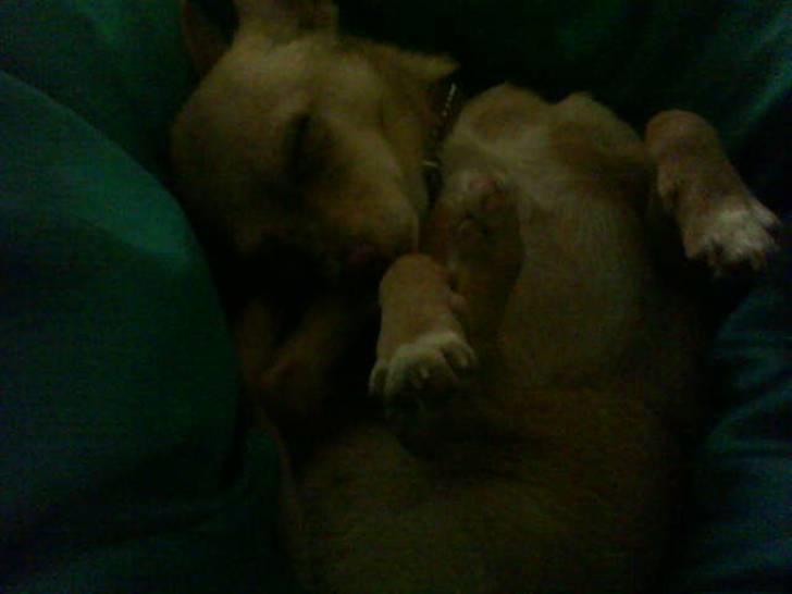 Chihuahua Gucci billede 17