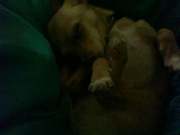 Chihuahua Gucci billede 18