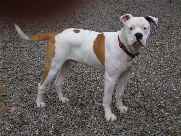 Amerikansk bulldog Winston C. billede 16