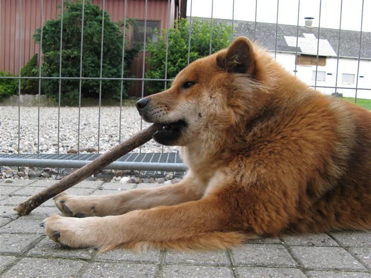 Eurasier alpha billede 14