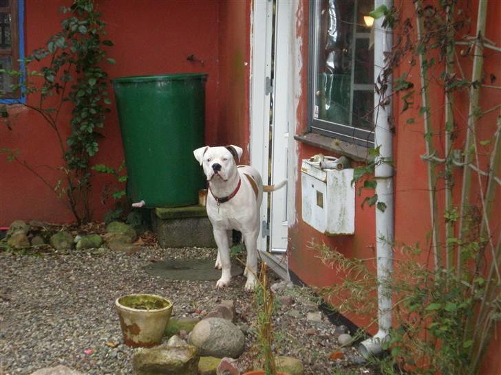 Amerikansk bulldog Winston C. billede 17