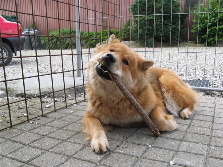 Eurasier alpha billede 15